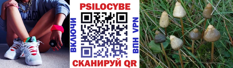 Купить  Тихорецк  Галлюциногенные грибы GOLDEN TEACHER 